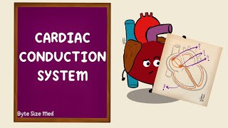 Cardiac Conduction | Electrophysiology of the Heart | Cardiac Physiology