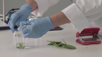 Leaf Disc Photosynthesis