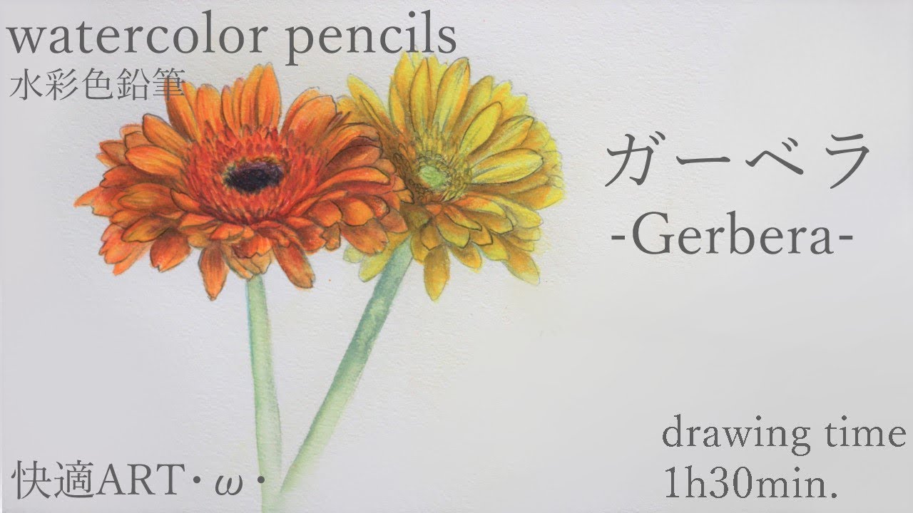Watercolor Pencils Gerbera W ガーベラ 水彩色鉛筆画 Youtube