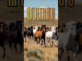 America’s Wild Mustangs