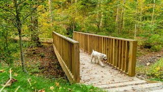 Fall Foliage Fail (A Wheaten’s Walk in the Park) by Dennis Edward Mezerkor 16 views 3 years ago 4 minutes, 36 seconds