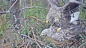 Ķemeru nacionālais parks~Successfully mating! No wonder after the fish gift 😁~10:44 am 2024/02/29