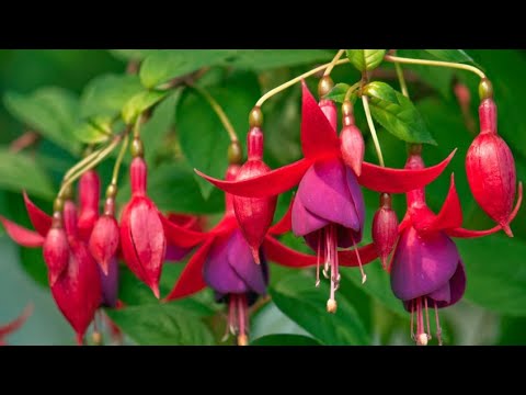 Video: El fucsia no florecerá: cómo hacer que el fucsia florezca