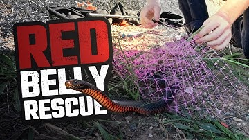RED-BELLIED BLACK SNAKE NETTING RESCUE
