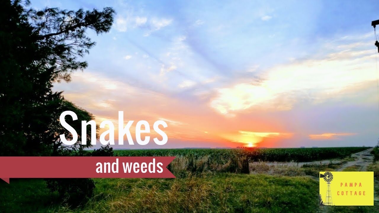 Snakes and weeds on the homestead