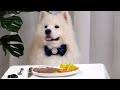 Giving My Dog the Best Birthday Meal Ever