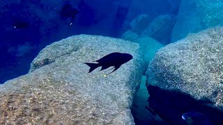 Swimming With Cichlids - Ophthalmotilapia Boops - Mvuna Island