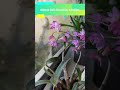 Dendrobium kingianum virágban | Beköszöntött a tavasz