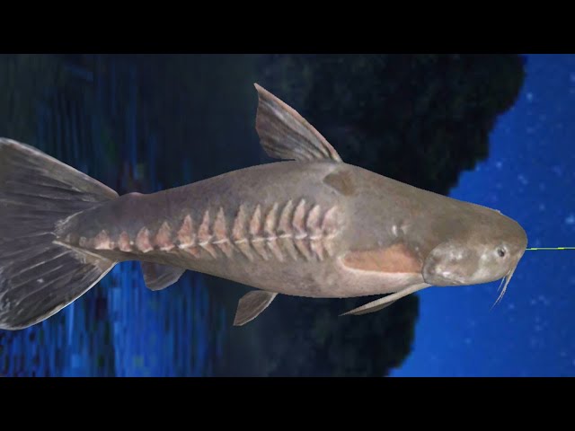 Ripsaw Catfish catch 巨骨舌鱼  WORLD FISHING CHAMPIONSHIP 釣魚大亨 Fishing  Strike 피싱스트라이크 
