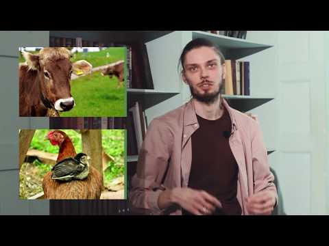 Видео: Веган и вегетарианец: каква е разликата