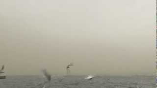 Giant Sandstorm Swallows up Yokohama in Japan