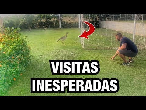 INVASÃO NO QUINTAL e PRESENTES MARAVILHOSOS | Henrique Buttler