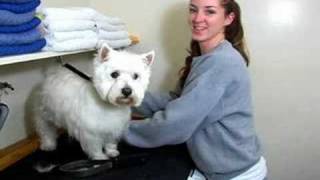 Mar Mel Pet Grooming & Boarding, Long Beach, CA by VideoAdPower 410 views 15 years ago 33 seconds