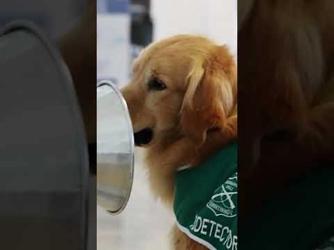 Video: 6 giống chó có khứu giác đặc biệt