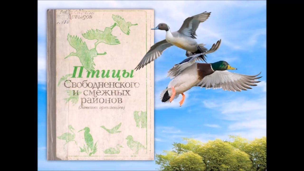 Расскажите птицы автор. Перелетные птицы. Слова песни расскажите птицы. Алла пугачёва птица. Расскажите птицы что вас манит.