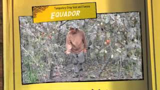 Volcano Effects