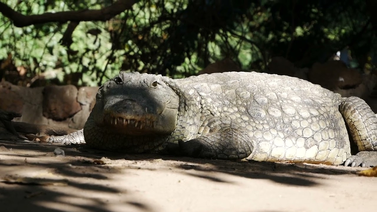Gambia 2025 SunBeach Gambia Banjul