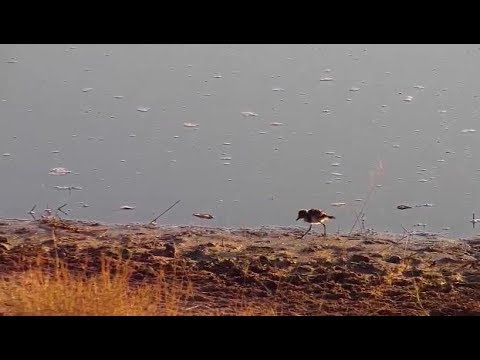 camera iphone 8 plus apk Djuma: Blacksmith Lapwing chick - 07:15 - 07/15/19