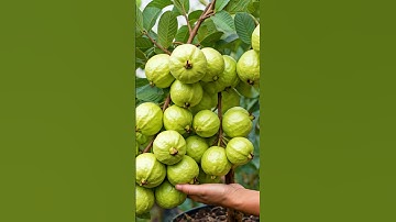 Grow Guava Trees in JUST 30 Days with PROVEN Techniques