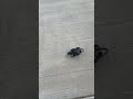 Taching my drone new tricks cmere boy roll over  djiavata  fpv fpvfreestyle  drone.