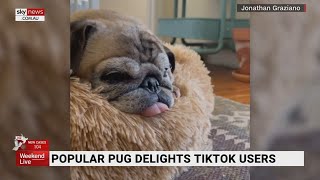 Popular pug delights TikTok users