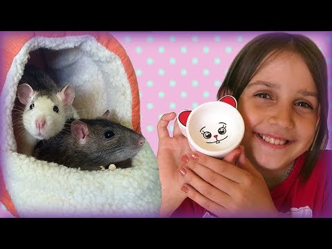 Крутые покупки: Угловой дом для крысок, тарелки для хомячка. Обзор Лизы