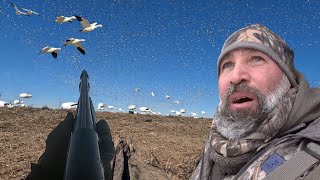 Thousands of Snow Geese Spinning! 2024 Snows Hunt