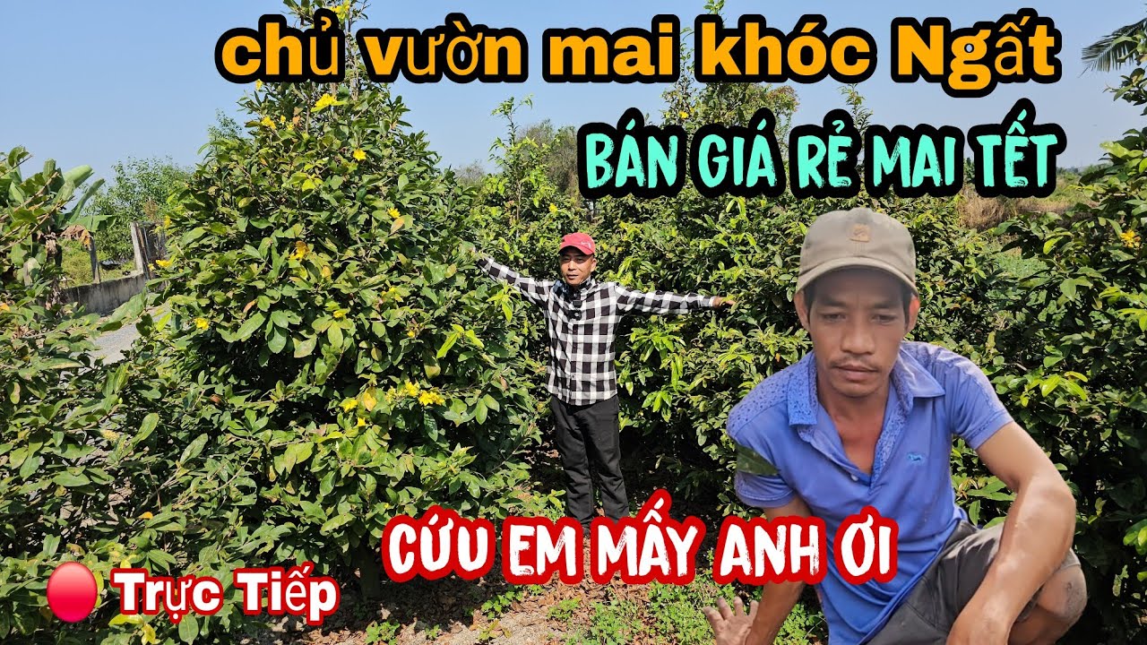 Chủ Vườn Mai Bán Tết Khóc Ngất Bán Giá Rẻ Không Ai Mua Cứu Em mấy Anh Ơi 