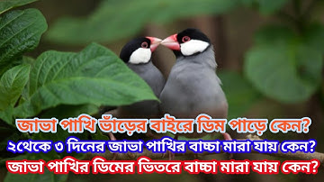 java bird breeding 3big problem|| জাভা পাখির ব্রিডিং এর ৩টি বড় সমস্যা ও সমাধান.