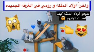 القطط الصغيره مع امهاتهم في الغرفه الجديده  و احلا لعب  / Mohamed Vlog