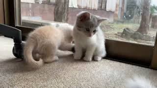 千葉Pretty Cats 1/4撮影 231112-3