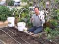 Planting 48 Peppers in a 4' x 10' Raised Square Foot Urban Garden Bed Planting 48 Peppers in a 4' x 10' Raised Square Foot Urban Garden Bed