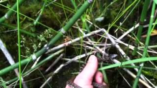 Kirtlands snake release 2014