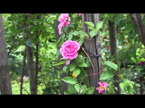 Video: Rose Gertrude Jekyll: Beschreibung, Herkunft, Anbau