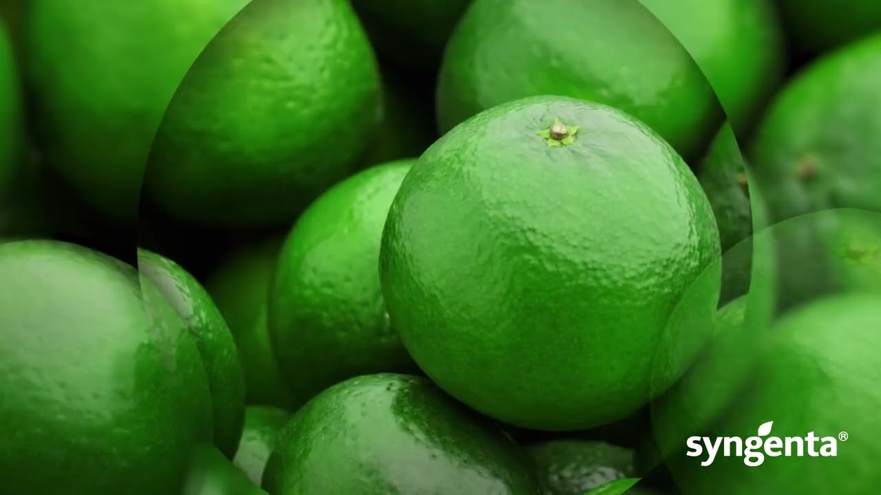 Maximiza tu cultivo con Syngenta