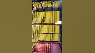 Pleci buxtoni tembakan sejalur wek wek
