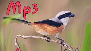 Tiếng chim bách thanh hót [ Bản MP3 không tạp âm]