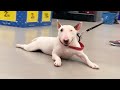 English Bull Terrier are super FUNNY and CUTE! Try NOT to LAUGH の動画、YouTube動画。