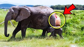 Elephant Gave Birth And Couldn’t Stop Crying – Staff Were Shocked When They Saw The Baby!