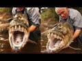 7 Peixes Monstros Da Amazônia Que Você Não Conhecia