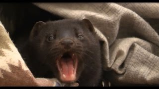 Cute Mink Slowly Falls Asleep - Ex-Fur Farm Mink Enjoys Life