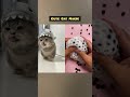 #satisfyingvideo #viralcats #usashorts #diycrafts #viralshorts #trabazskh