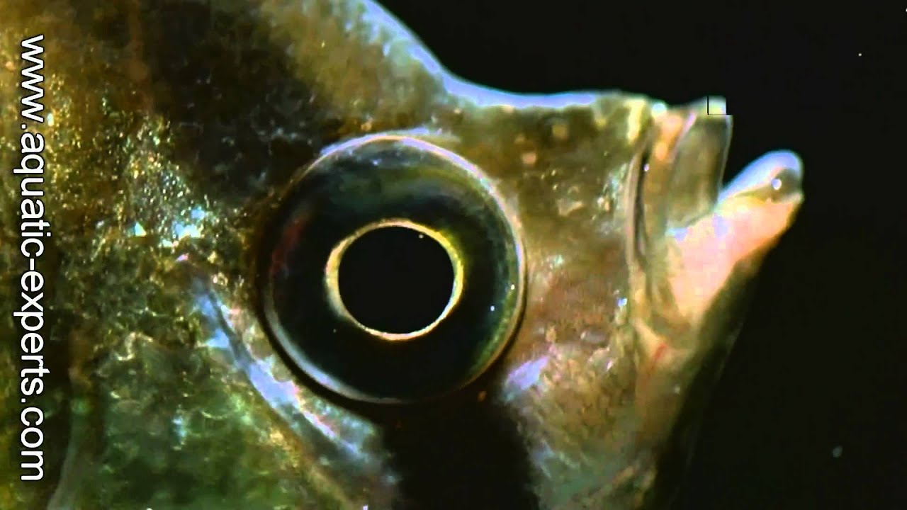 Pterophyllum altum Angelfish closeup in HD - YouTube