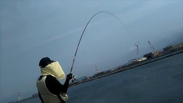 câu cá tráp với môn iso