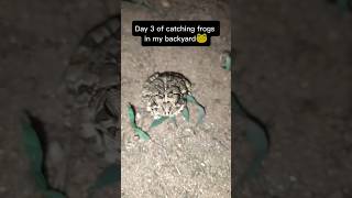 Day 3 Of Finding Frogs In My Backyard 🐸 #shorts #frog #nature
