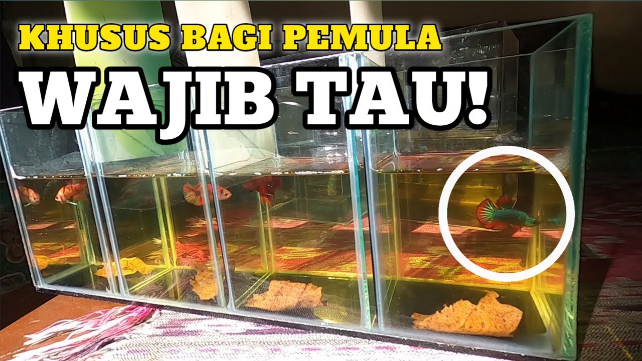 CARA MERAWAT IKAN CUPANG AGAR WARNANYA BAGUS, CANTIK, D… — Transcript