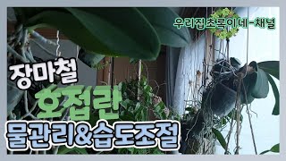 장마철 호접란 물관리와 습도 조절 잘 해서 초록초록한 잎으로 키워 보세요.  #거실에서행잉으로키우는호접란물관리와습도조절 #부작으로키우는풍란이새촉을올리더니 #우리집초록이네채널