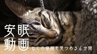 【安眠動画】ねこと一緒に眠れる6分間。 by ねことまひる 27,292 views 5 years ago 6 minutes