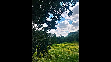 صوت يبكي الحجر مريح للأعصاب ✨ قران كريم ✨استمتع