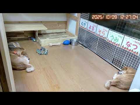 柴犬なつファミリー生配信【生後1歳＋31日】よる＆うみもヒート！